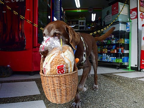 Eros carries a basket with bread as he leaves the El Porvenir mini-market to make a delivery on his own in Medellin, Colombia. 