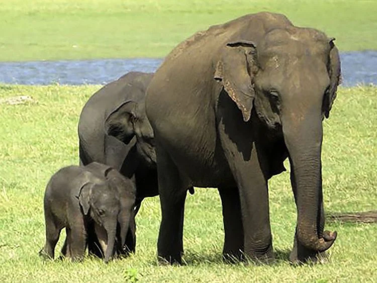 baby elephants