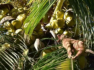 Thailand denies monkeys abused to harvest coconut products