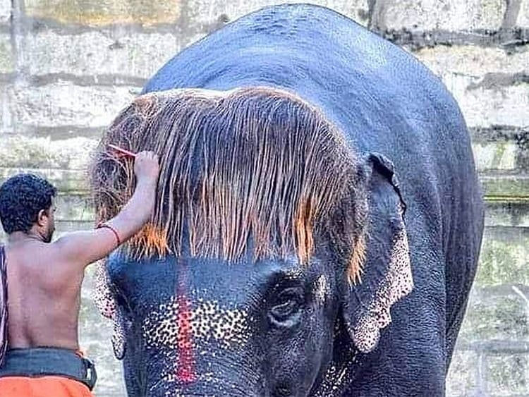 elephant with bob haircut