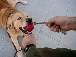 Chilean police train dogs to sniff out COVID-19