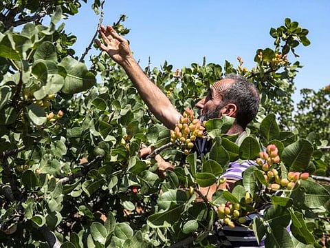 Photos: Syria pistachio farmers return to orchards after years of war