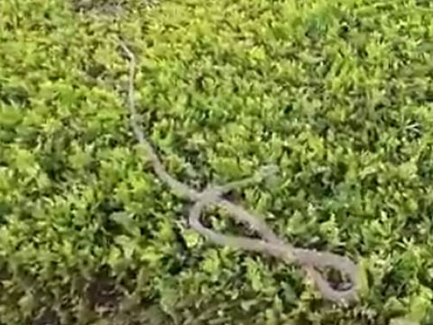 Snake spotted in Dubai's Mushrif Park 