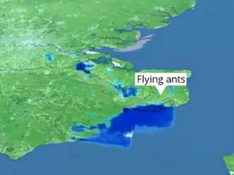  The enormous cloud of ants was picked up by the Met Office's weather radar over Kent and Sussex