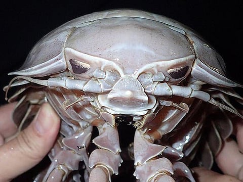 Researchers classify giant ‘sea cockroach’