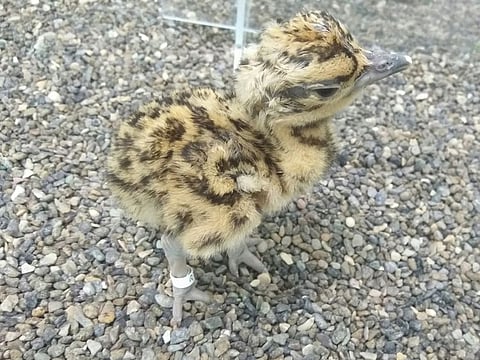Abu Dhabi’s commitment to protecting endangered species and the environment have continued apace with the International Fund for Houbara Conservation (IFHC), the global leader in pre-emptive species conservation, announcing the successful birth of the first-ever Arabian bustard (Ardeotis arabs) through artificial insemination.