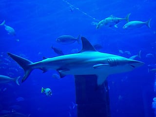 Dubai: Scuba diving with sharks at the Atlantis aquarium