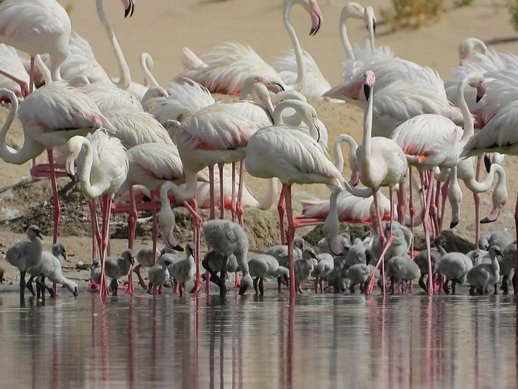 NAT 200722 Flamingos144-1595415754857