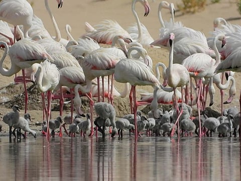 This year, flamingos began building their nests around March 15 when EAD scientists observed the first egg.