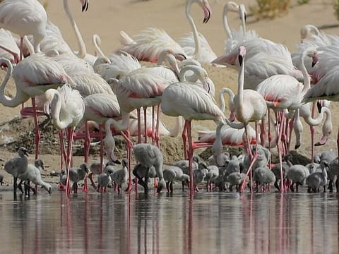 This year, flamingos began building their nests around March 15 when EAD scientists observed the first egg.