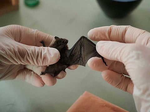 This picture shows a juvenile bat Pipistrelle inside the Natural Museum History of Bourges on June 30, 2020. Bats are collected, cared for and fed by chiropterologists. 