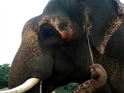 Zoo officials in Bangaluru have recorded rescued elephants using twigs to scratch their bodies.