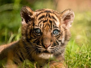 Photos: Sumatran tiger cub born in Polish zoo