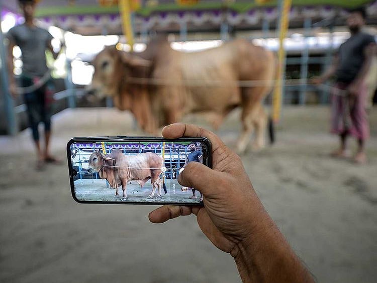 Cattle vendor online Dhaka