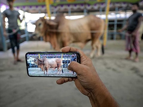 A livestock vendor takes photographs of cattle with a mobile phone to display on a website for online customers ahead of Eid Al Adha. Illustrative image