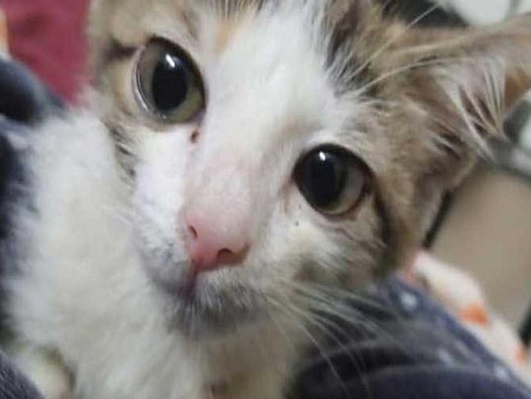 Kitten raped in Lahore