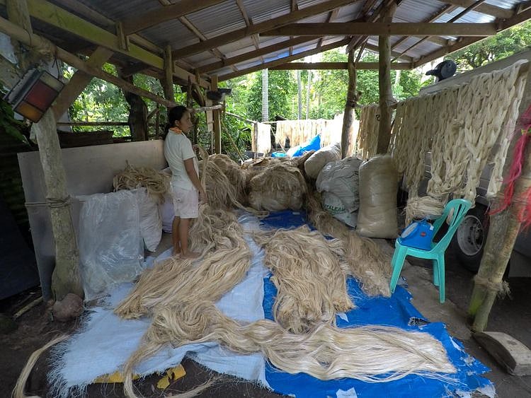 Abaca fiber grading. 