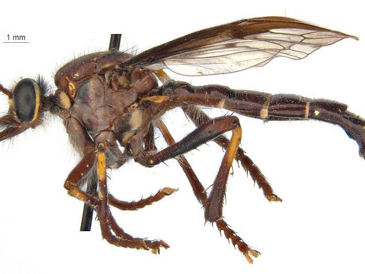 Thor's fly Australia