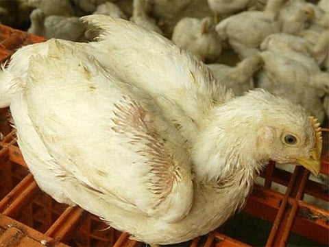 The Public Authority for Agriculture Affairs and Fish Resources announced that they detected bird flu in some farms across Kuwait. 