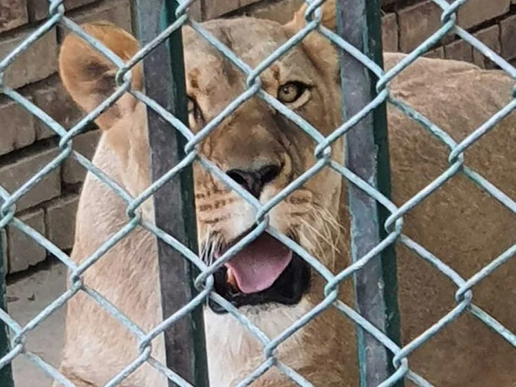 Islamabad zoo lions die in tragic transfer