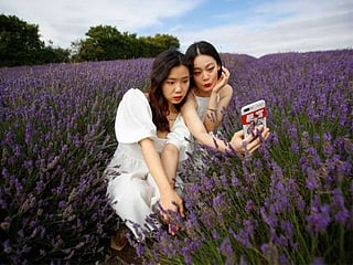 Lavender fields draw selfie-seeking visitors in Britain