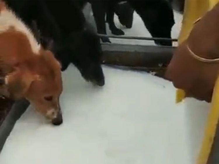 Mumbai temple volunteers feed stray dogs