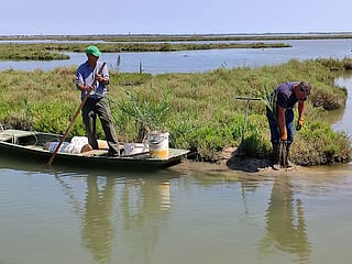 Venice nurtures its lagoon back to health
