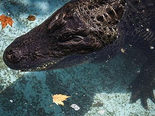 World's oldest captive alligator marks 83 years in Belgrade zoo