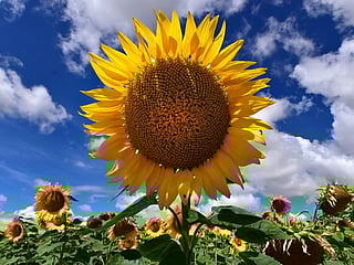 From Ottawa to Tokyo, the sunflower fields are in full bloom