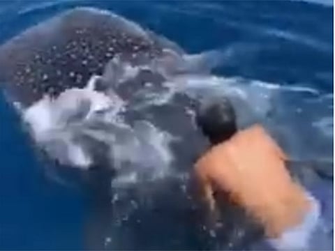 The man riding on the whale shark in a screengrab from the video.