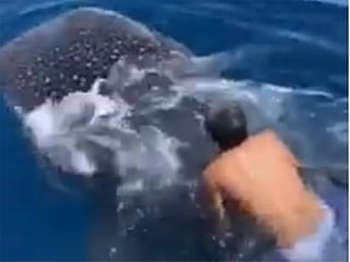Watch: Saudi man takes ride on whale shark in Red Sea