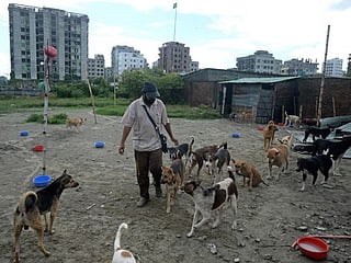 Ruff justice: Dog lovers outraged over plans to relocate Dhaka strays
