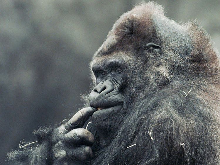 Ivan the gorilla