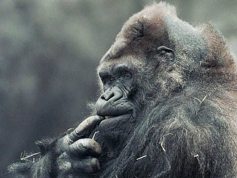 Ivan, a silverback gorilla who lived for 27 years in a Tacoma, Washington, shopping mall, chews on his finger at the Atlanta Zoo in 1996. 