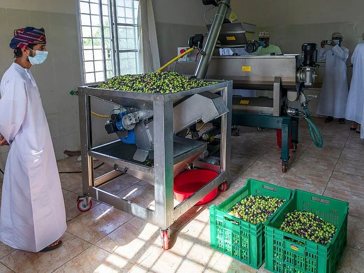 REG 200824 OMAN olive crushing-1598284216722