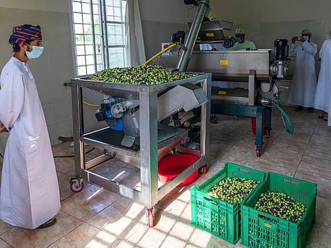 Olive oil harvest began in Oman in 2012, when around 15,000 olive trees were planted in the north eastern part of the Sultanate, which enjoys a climate similar to Mediterranean countries.