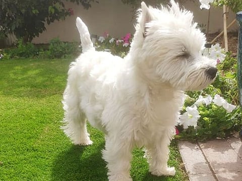 #InternationalDogDay: 10 tips to keep your dog happy in the summer