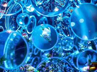 Inside Tokyo's Art Aquarium with 30,000 goldfish
