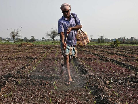 A farmer sprays insecticide in his corn field in Kolkata, India, February 1, 2020. 