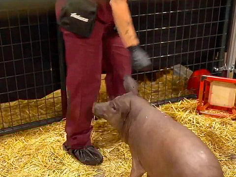 This video grab made from the online Neuralink livestream shows Gertrude the pig implanted with a Neuralink device during a presentation on August 28, 2020.  