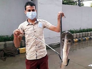 India: Cobra sighted at metro station in New Delhi