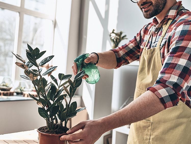 House-plants-thrive_Black-Thumb_iStock-954602746