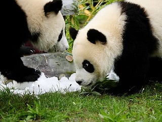 Photos: Berlin zoo's twin panda cubs celebrate 1st birthday