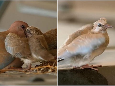 Sheikh Hamdan shares an update on the birds that hatched on his car