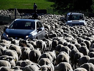 Photos: Transhumance of large herd of sheep in Massif Central