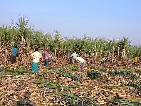 Workers harvest sugarcane in a field in Gove village in the western state of Maharashtra, India, November 5, 2018.