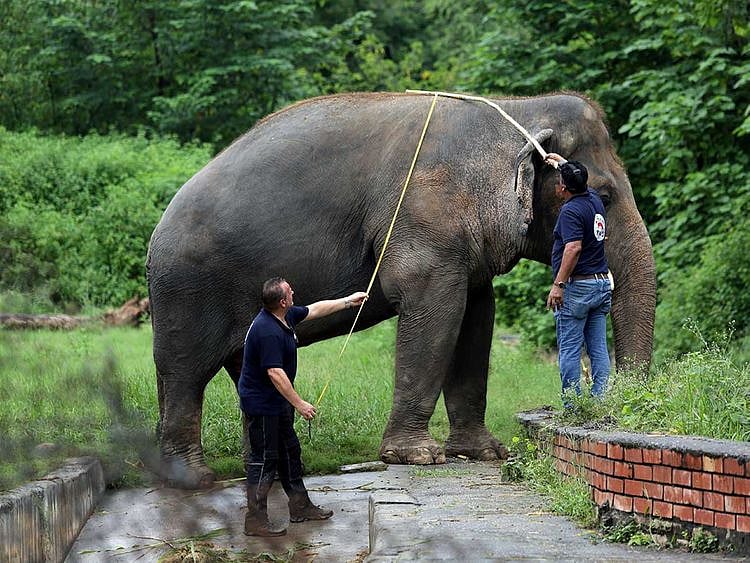 Kaavan elephant Pakistan