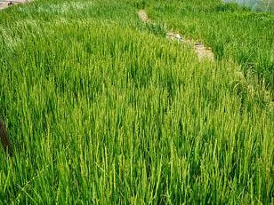 NAT UAE RICE FILE-1599401446483