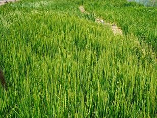The UAE's first rice field in Al Dhaid, Sharjah.