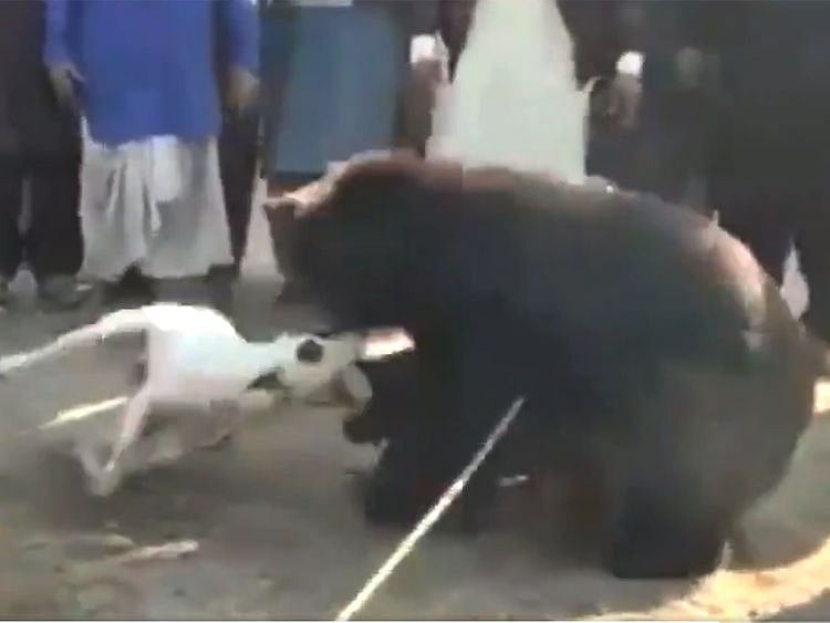 bear and dogs